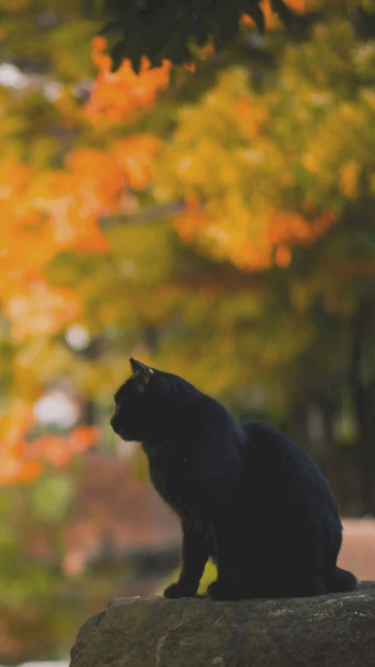 Black Cat Autumn Wallpapers Wallpaper Cave