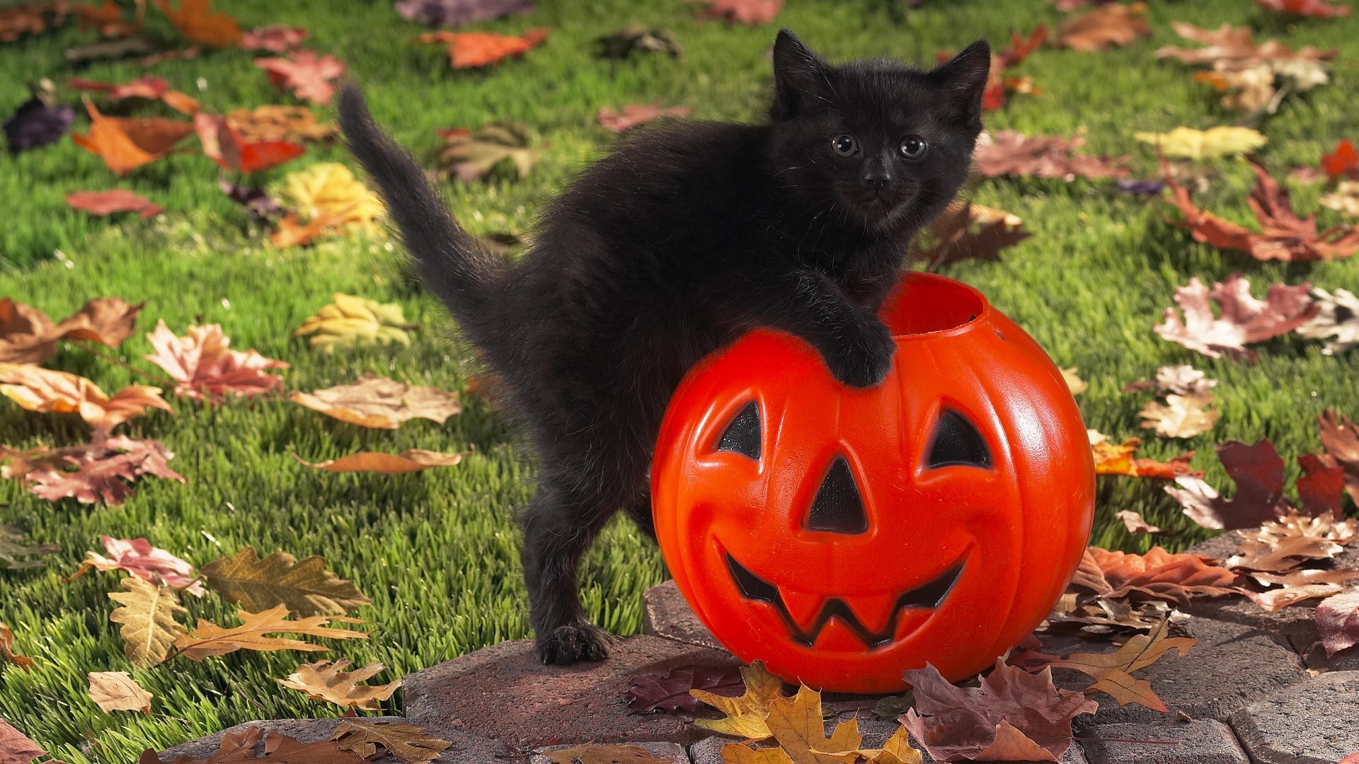 Black Cat Autumn Wallpapers Wallpaper Cave