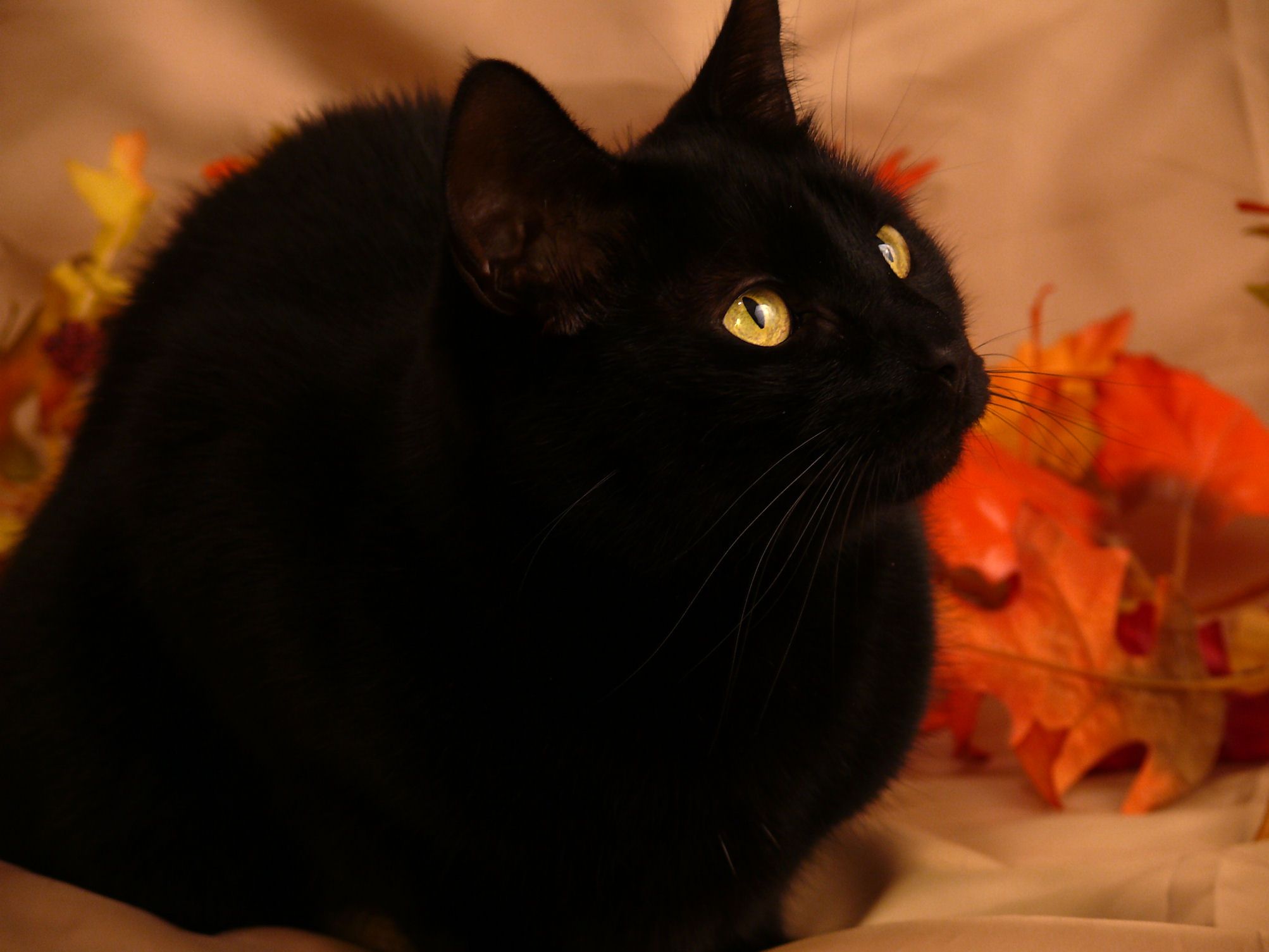 Black Cat Autumn Wallpapers Wallpaper Cave