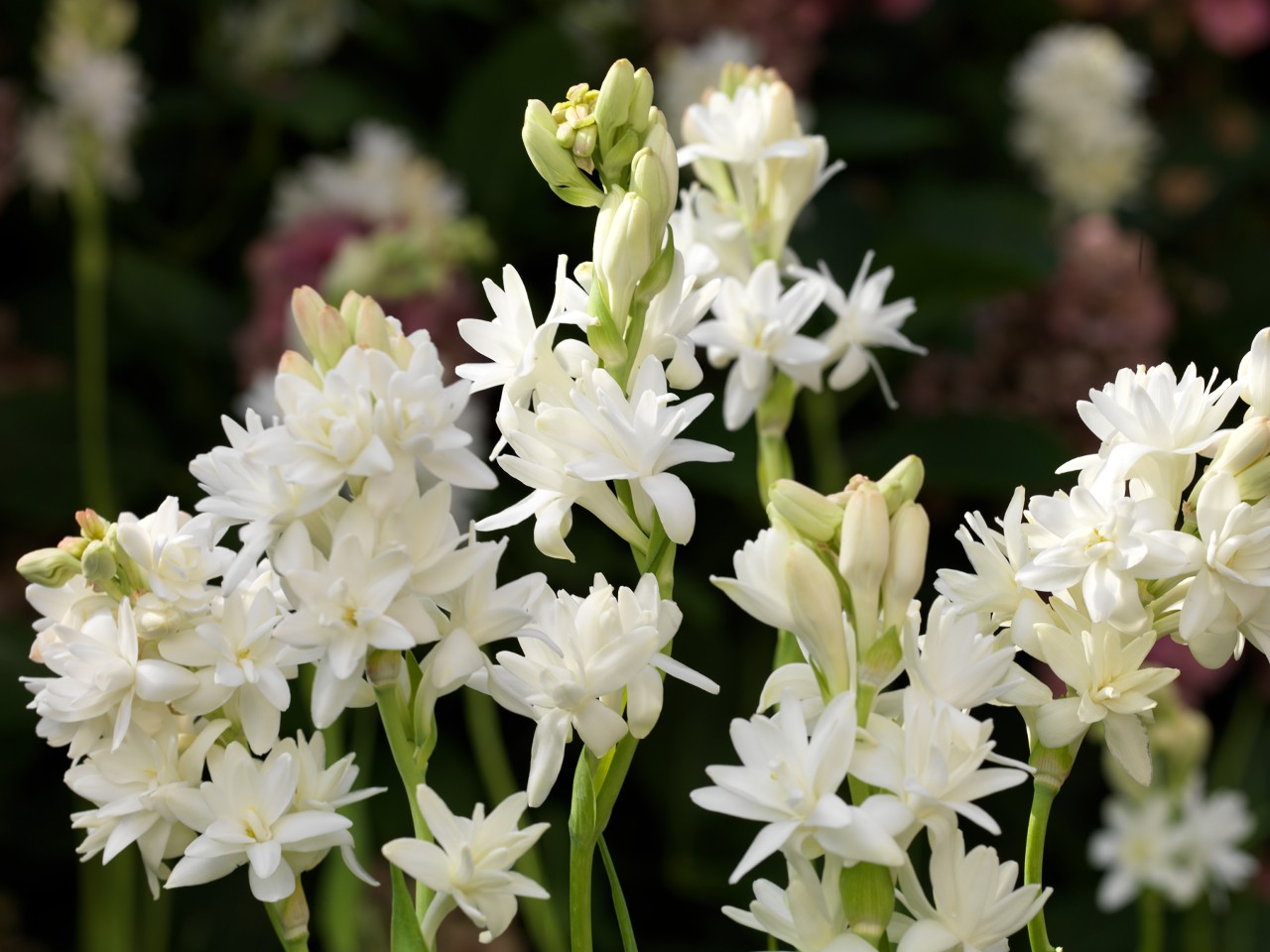 Tuberose Wallpapers Wallpaper Cave