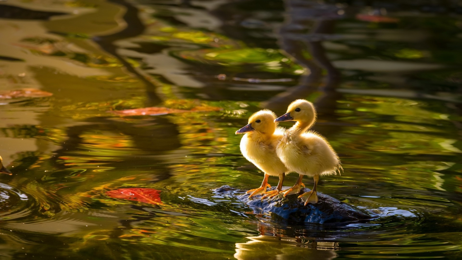 Ducks In Water Wallpapers Wallpaper Cave
