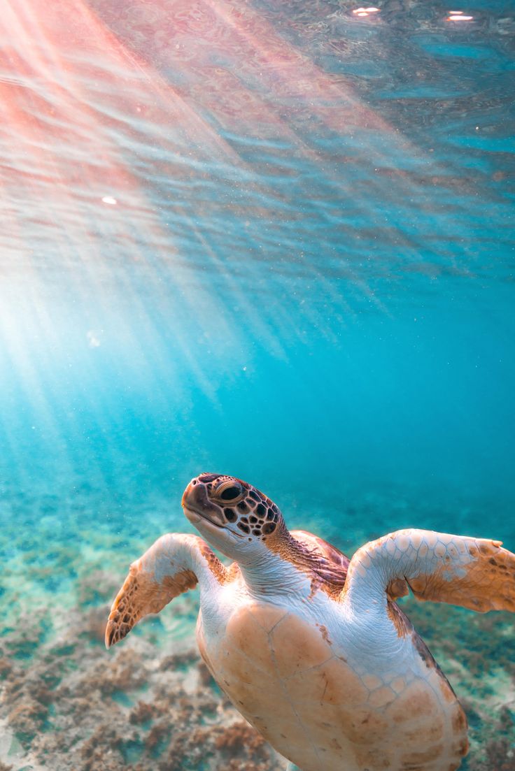 Cute Sea Animals Wallpapers Wallpaper Cave