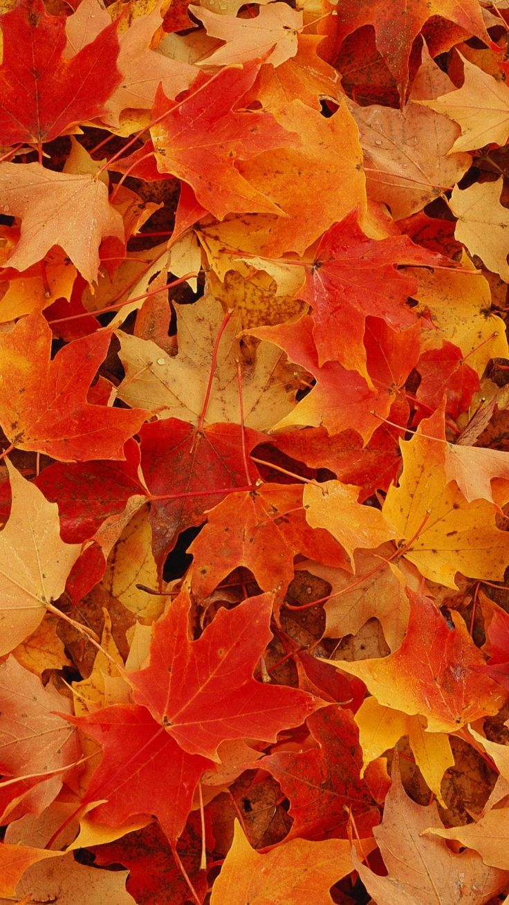 Autumn Orange Leaves Wallpapers Wallpaper Cave