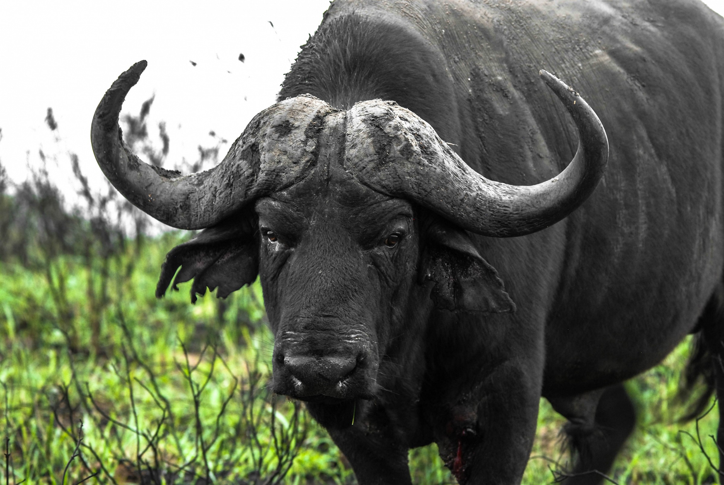 Cape Buffalo Wallpapers Wallpaper Cave