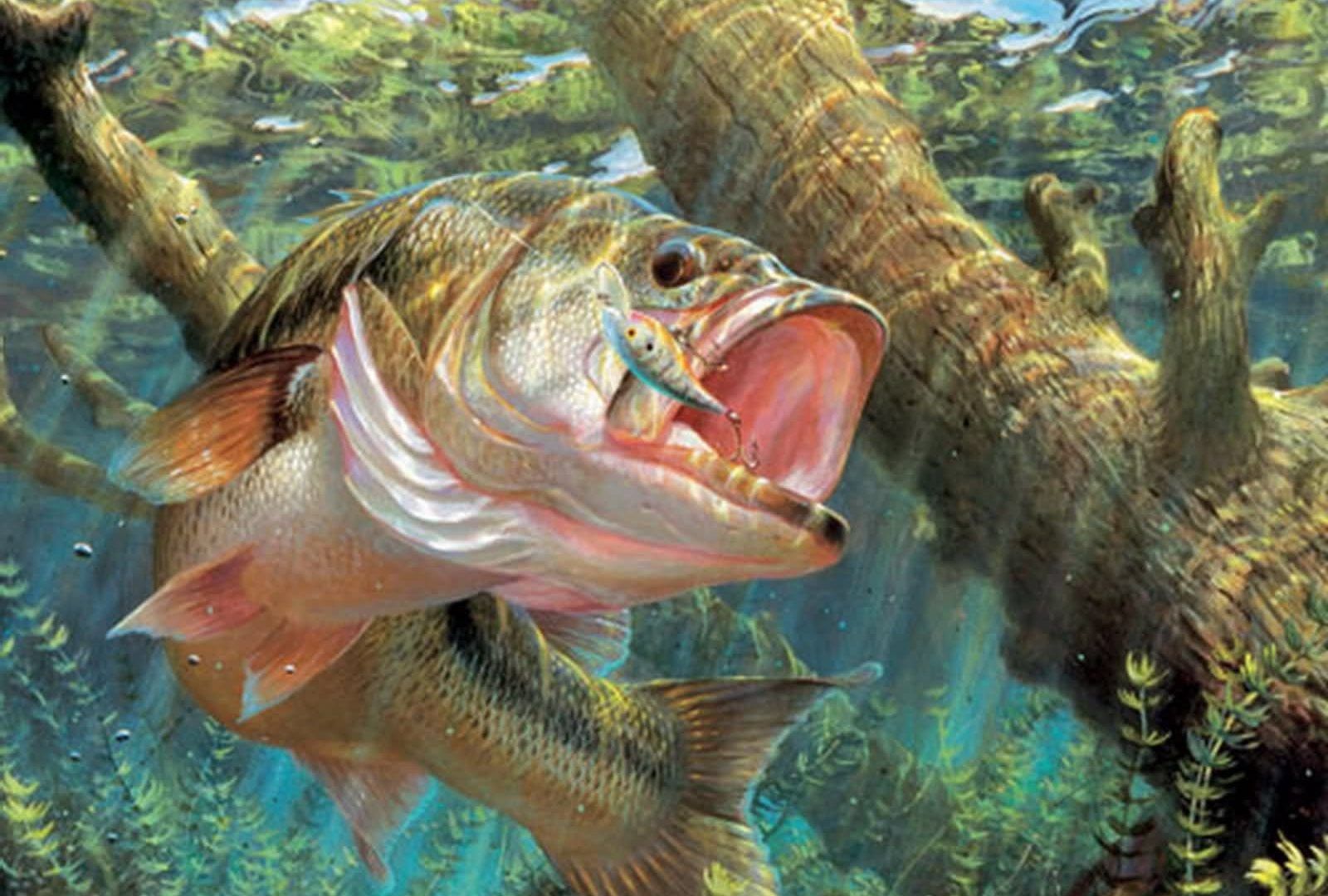 Fresh Fish Wallpapers Wallpaper Cave