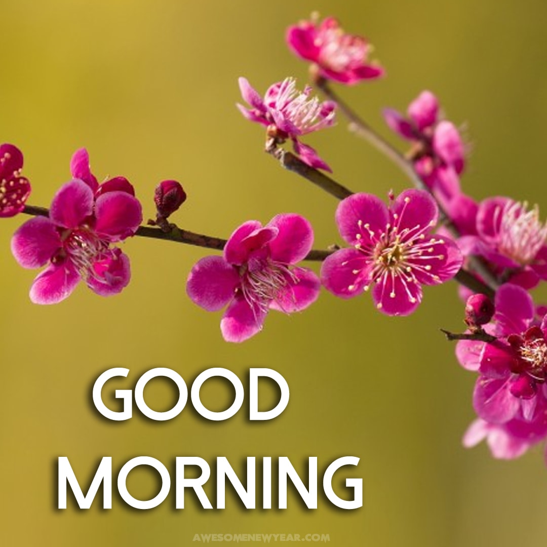 Good Morning With Flowers Wallpapers Wallpaper Cave