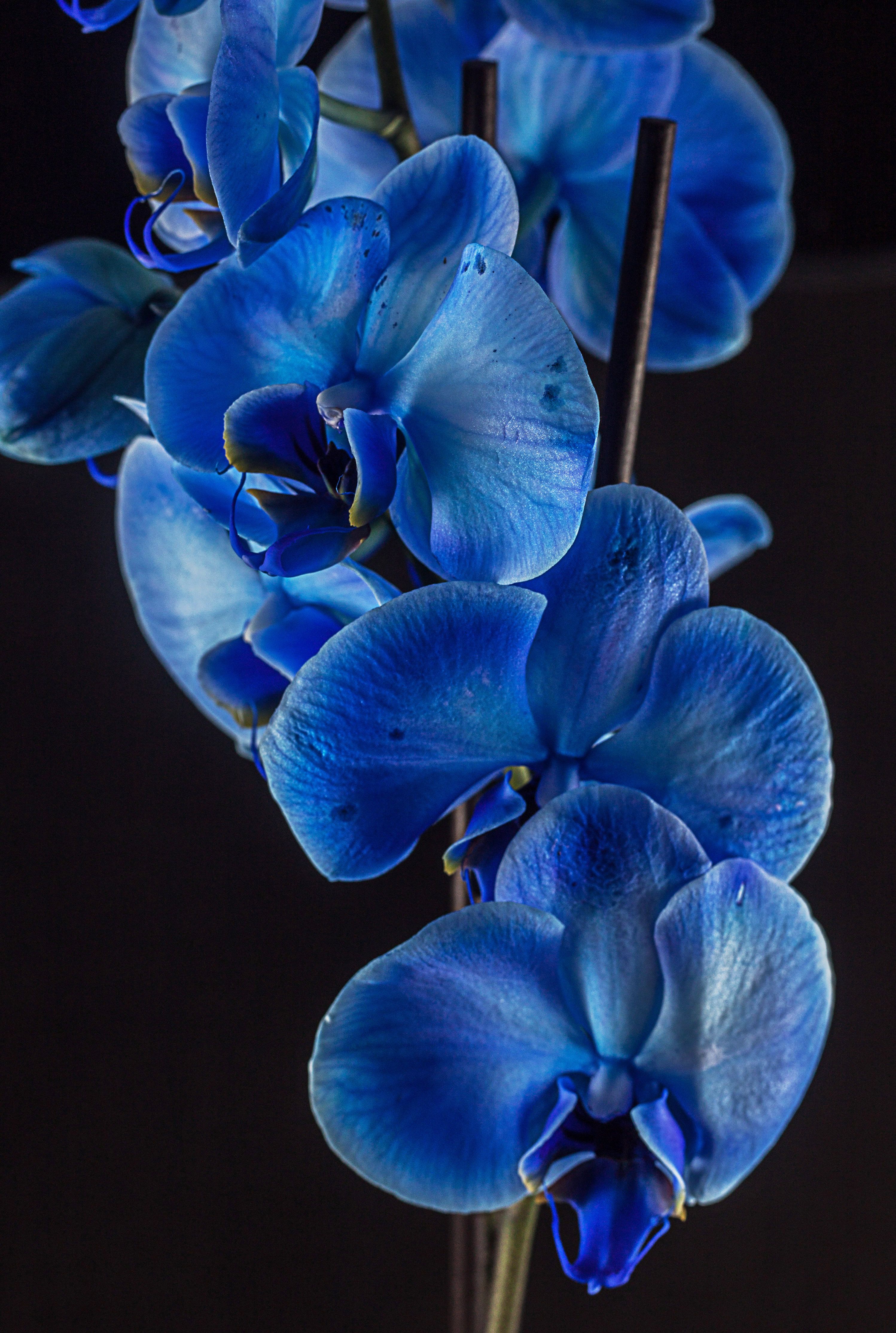 Blue Orchid Wallpapers Wallpaper Cave