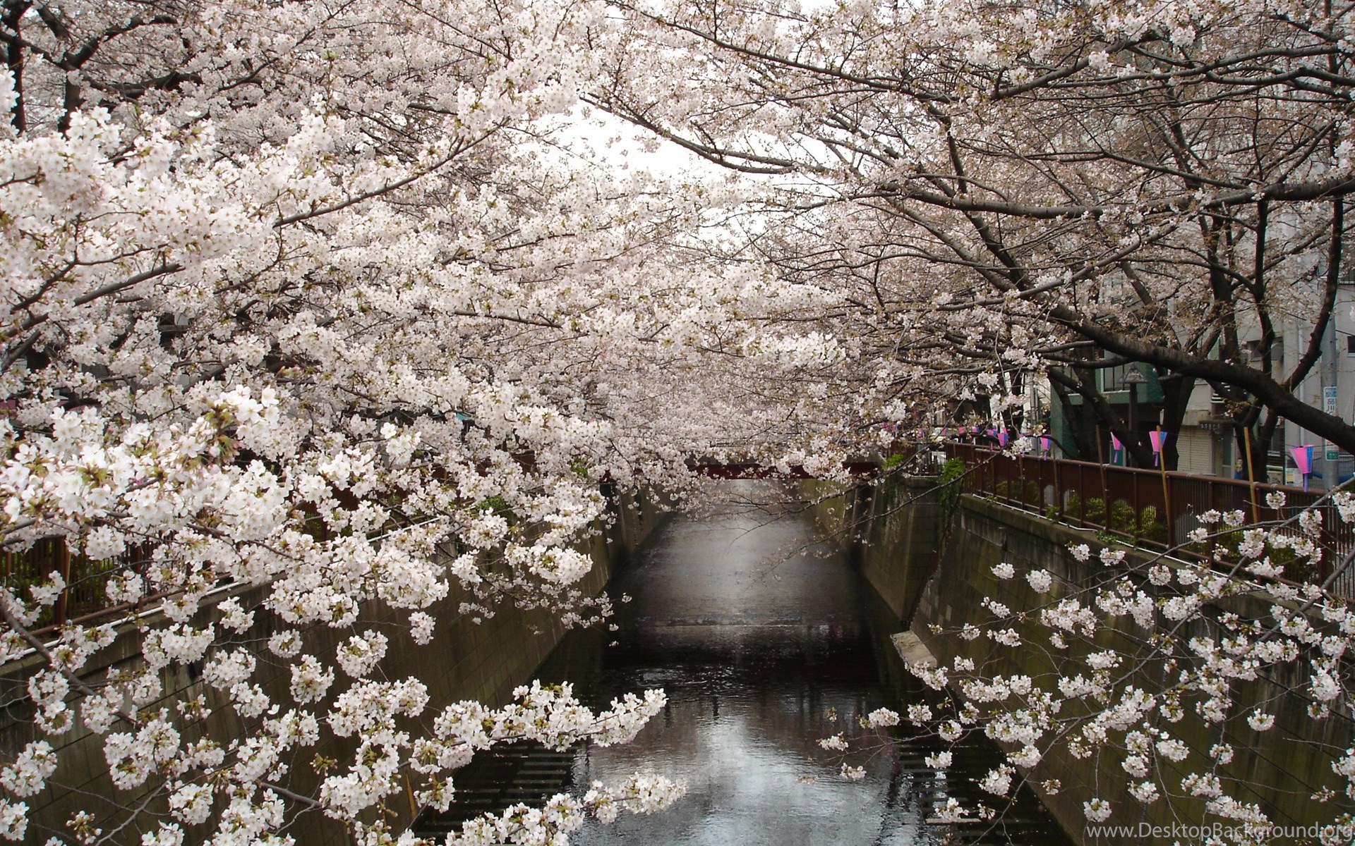 Japan Flowers Wallpapers Wallpaper Cave
