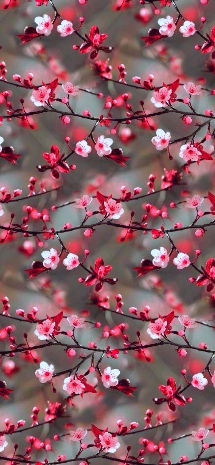 Nice Flowers Wallpapers Wallpaper Cave