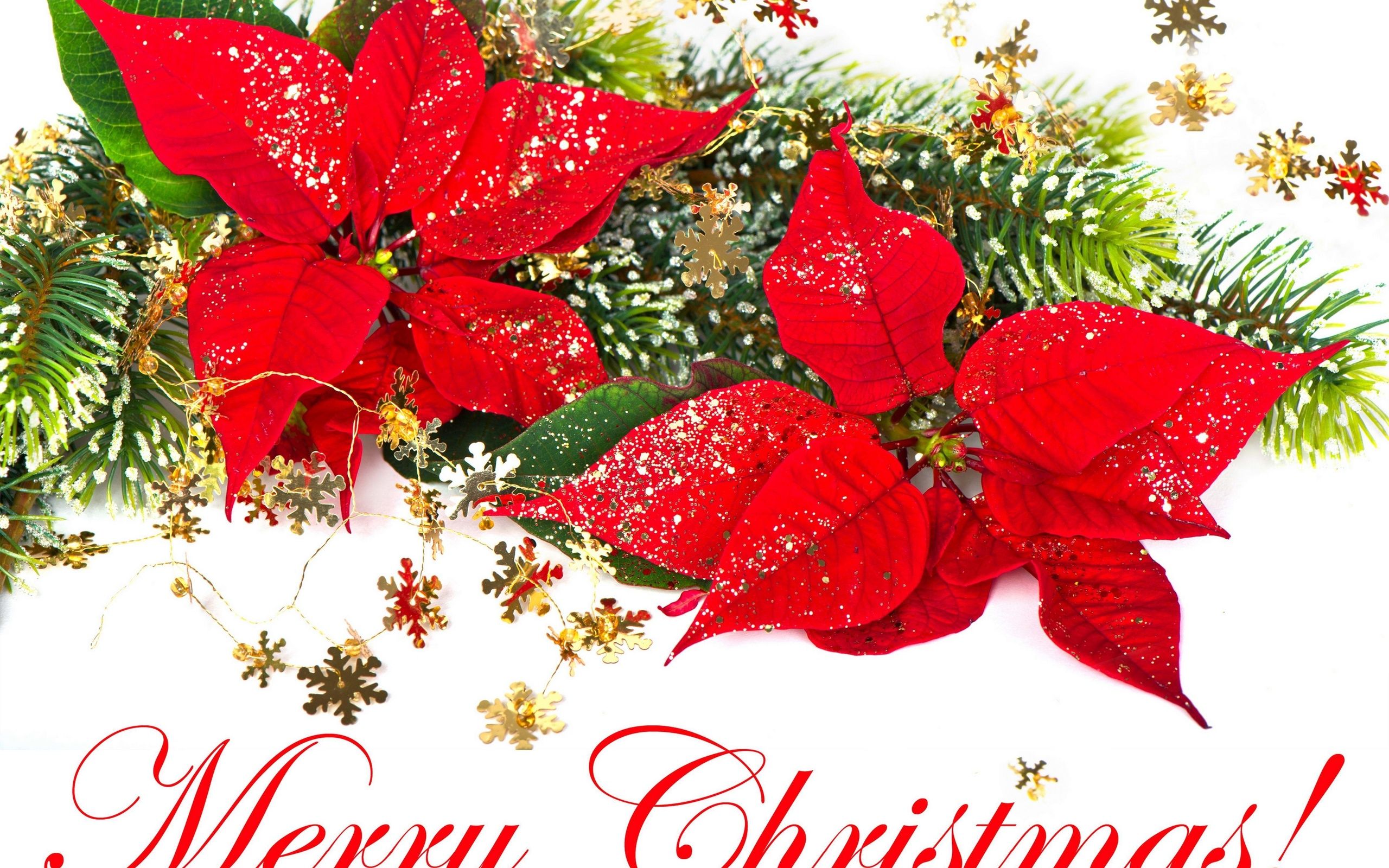 Merry Christmas Flowers Wallpapers Wallpaper Cave