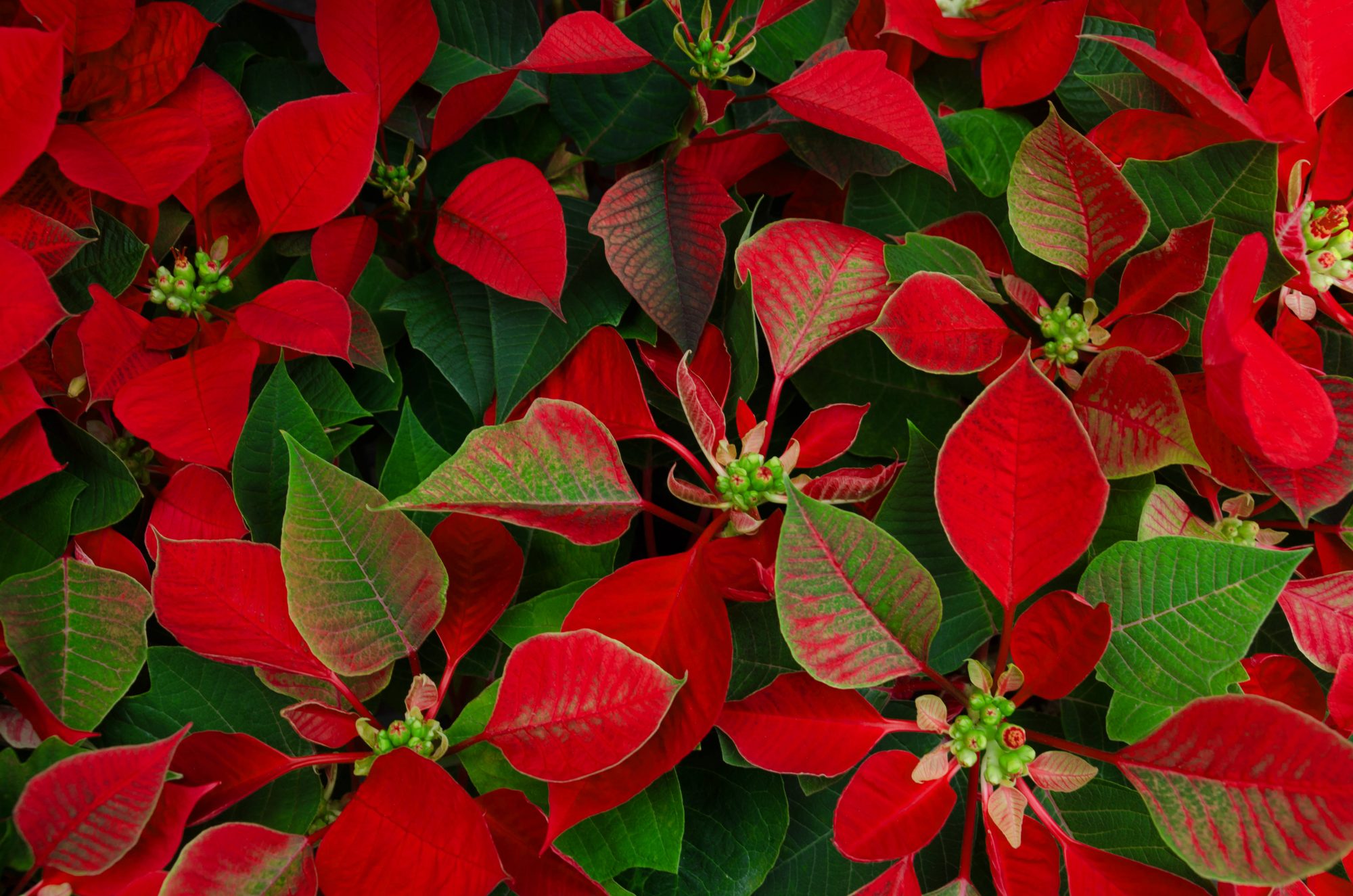 Merry Christmas Flowers Wallpapers Wallpaper Cave