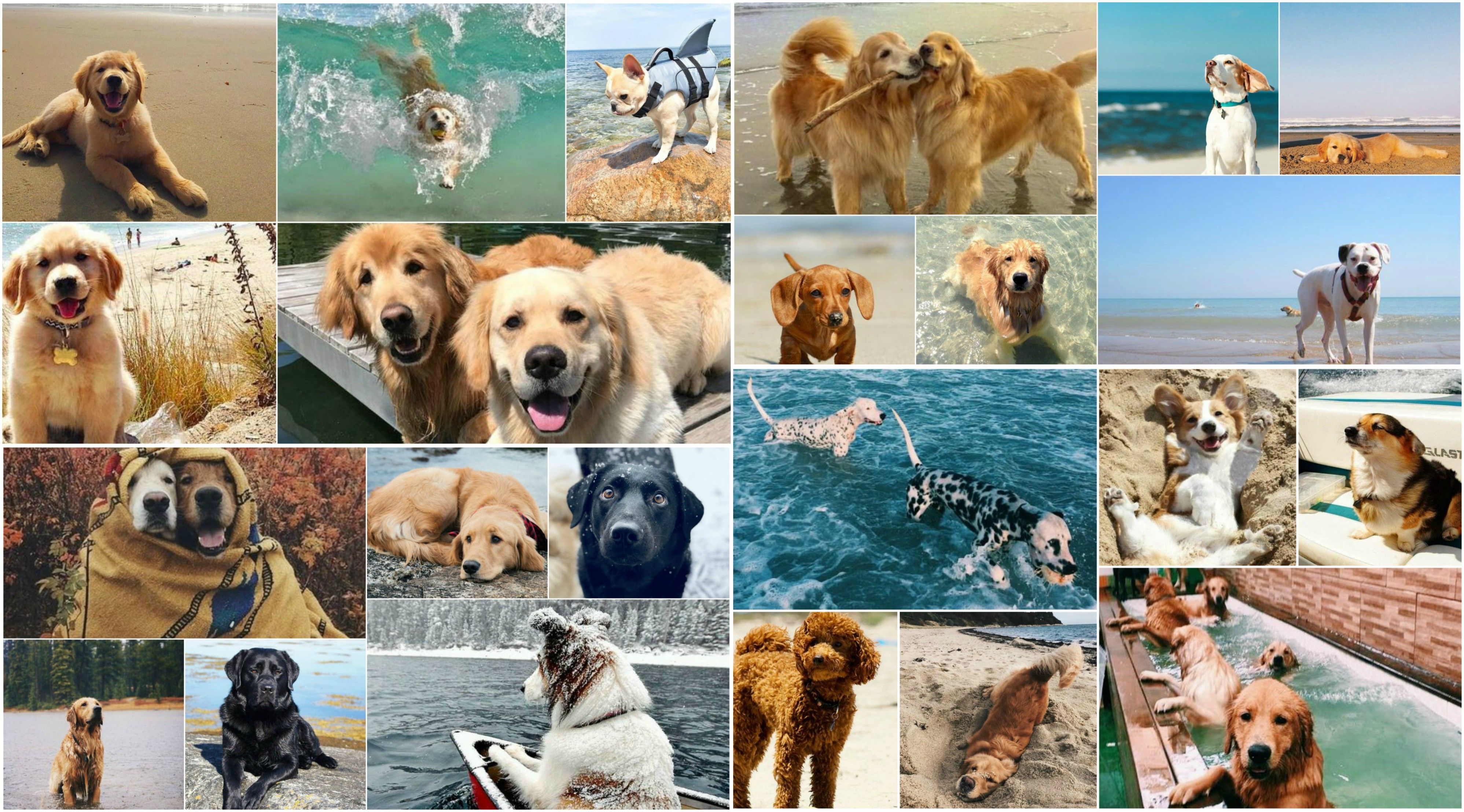 Dog Collages Wallpapers Wallpaper Cave