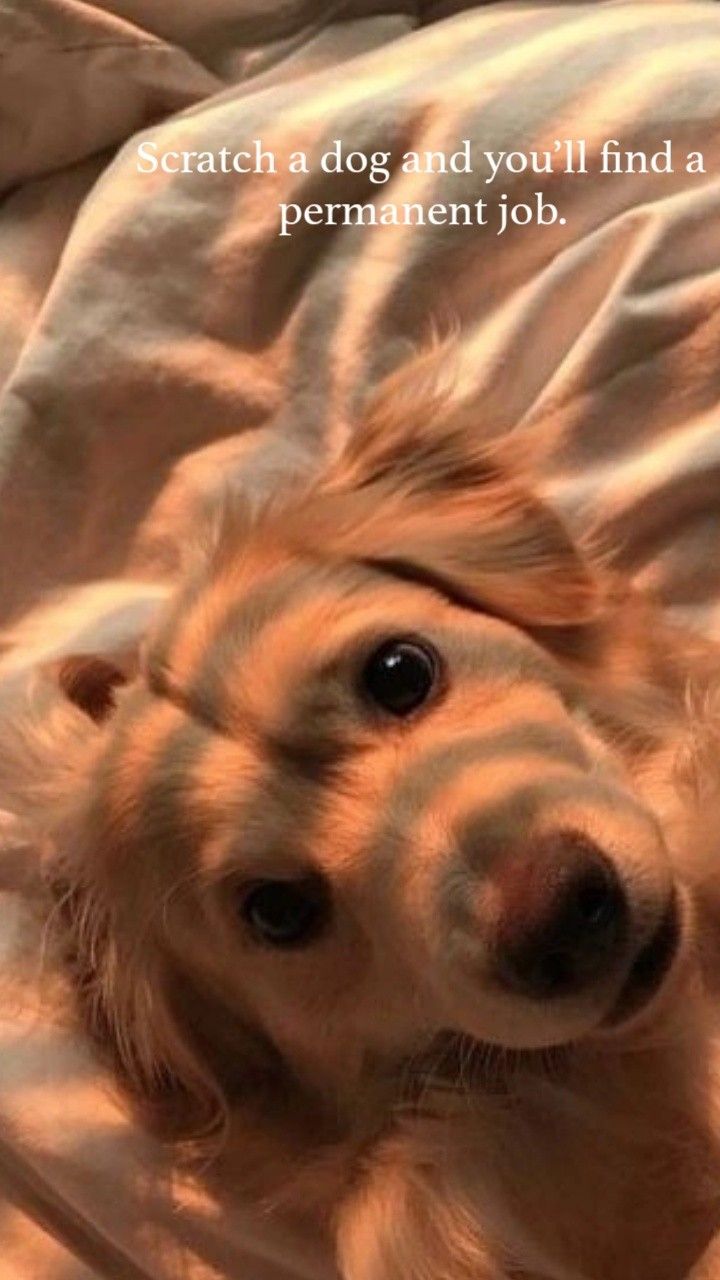 Aesthetic Puppies Wallpapers Wallpaper Cave