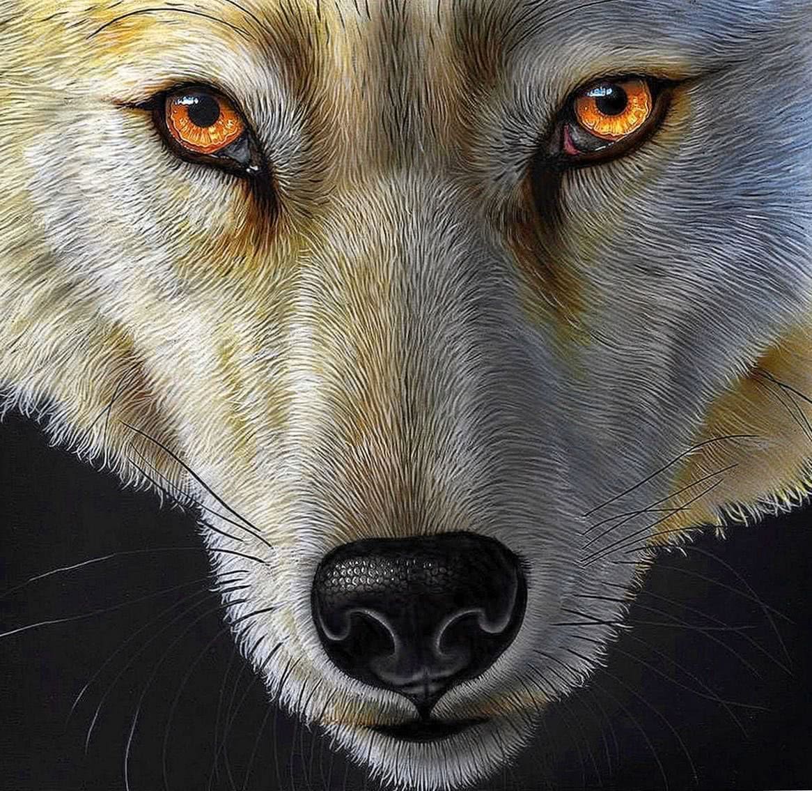 Yellow Wolf Wallpapers Wallpaper Cave