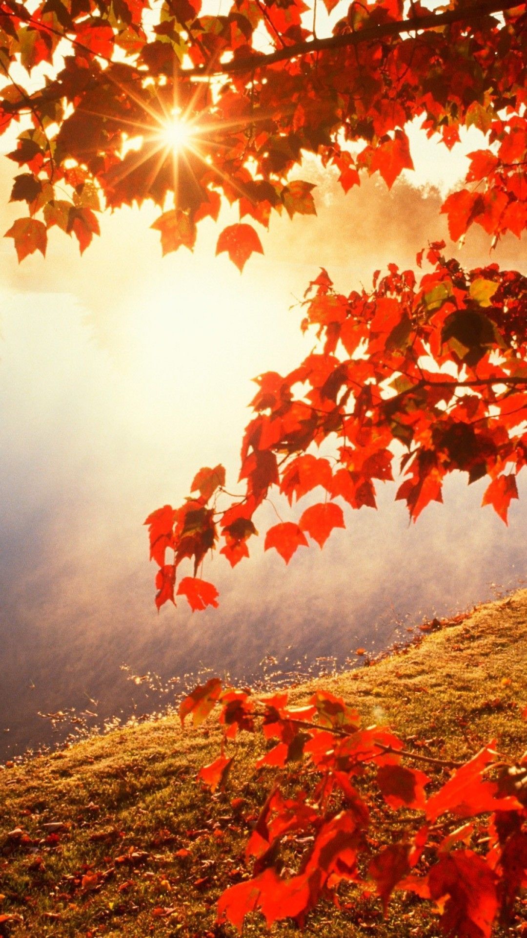 iPhone 12 Pro Autumn Wallpapers Wallpaper Cave