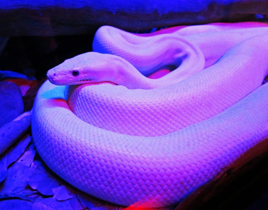 Purple Snake Wallpapers Wallpaper Cave
