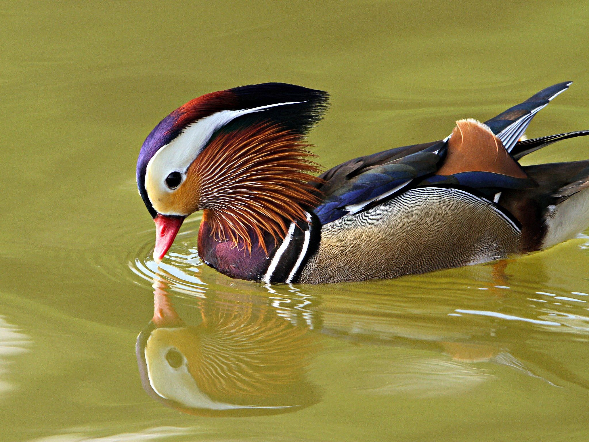 Mandarin Duck Wallpapers Wallpaper Cave