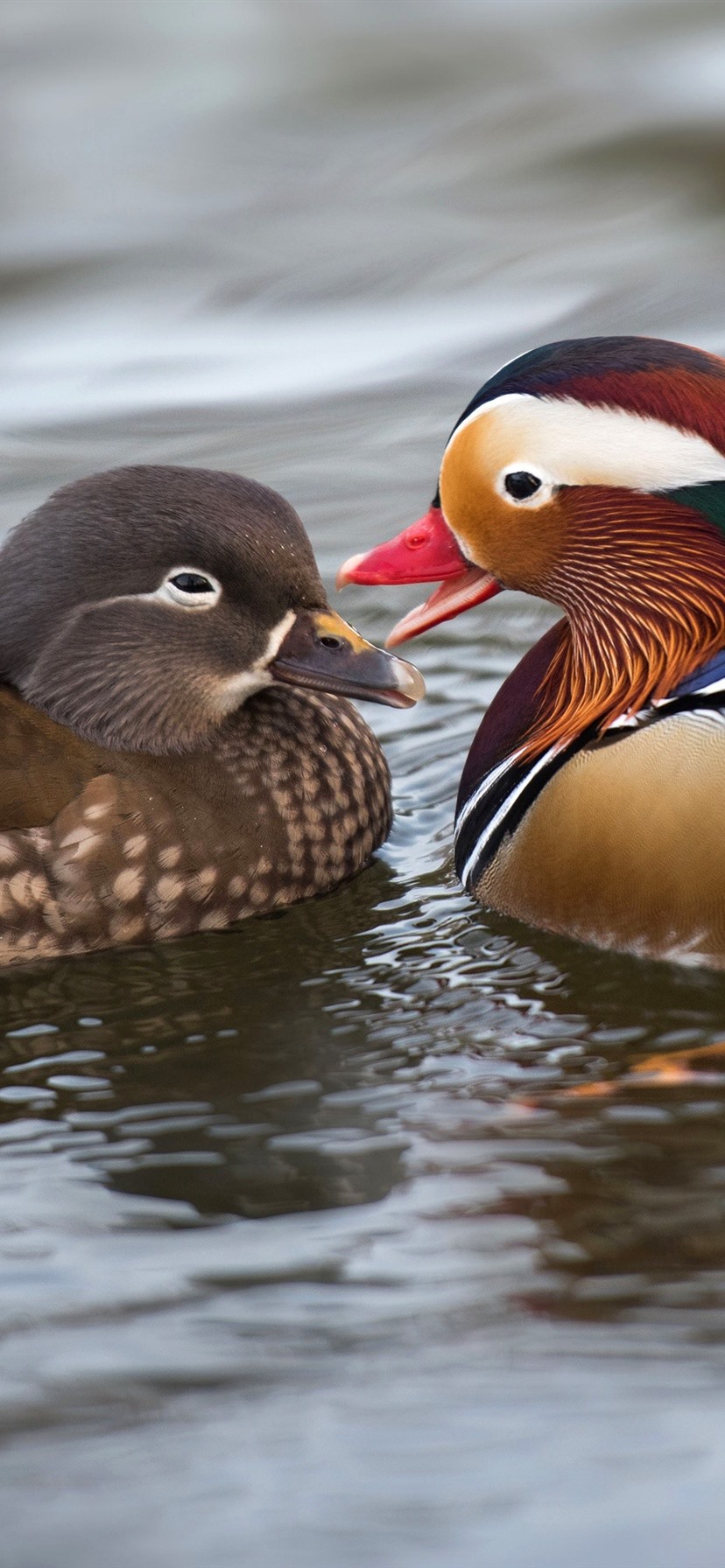 Mandarin Ducks Wallpapers Wallpaper Cave