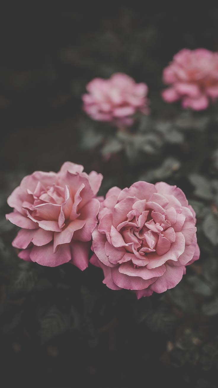 Pink Roses Phone Wallpapers Wallpaper Cave