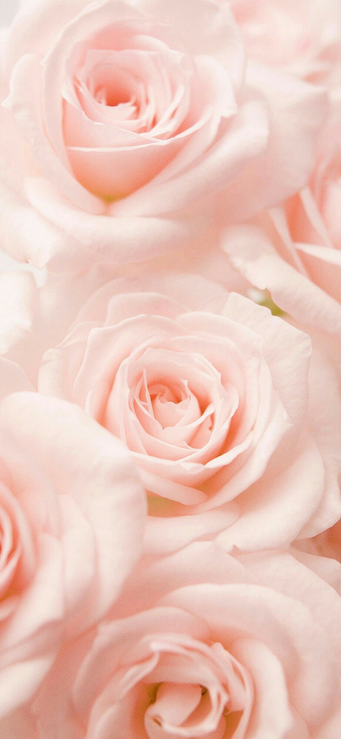 Pink Roses Phone Wallpapers Wallpaper Cave