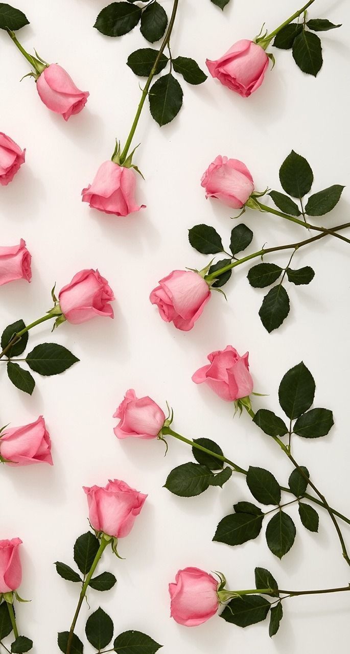 Pink Roses Phone Wallpapers Wallpaper Cave