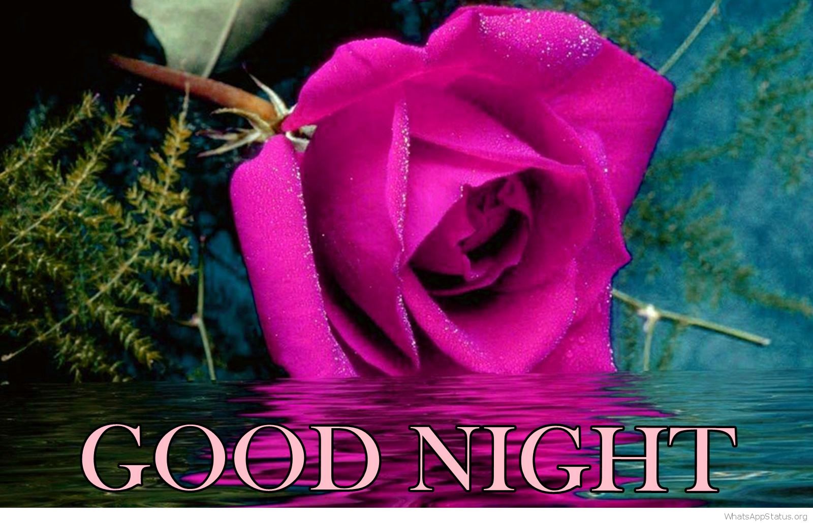 Good Night Wallpaper With Rose