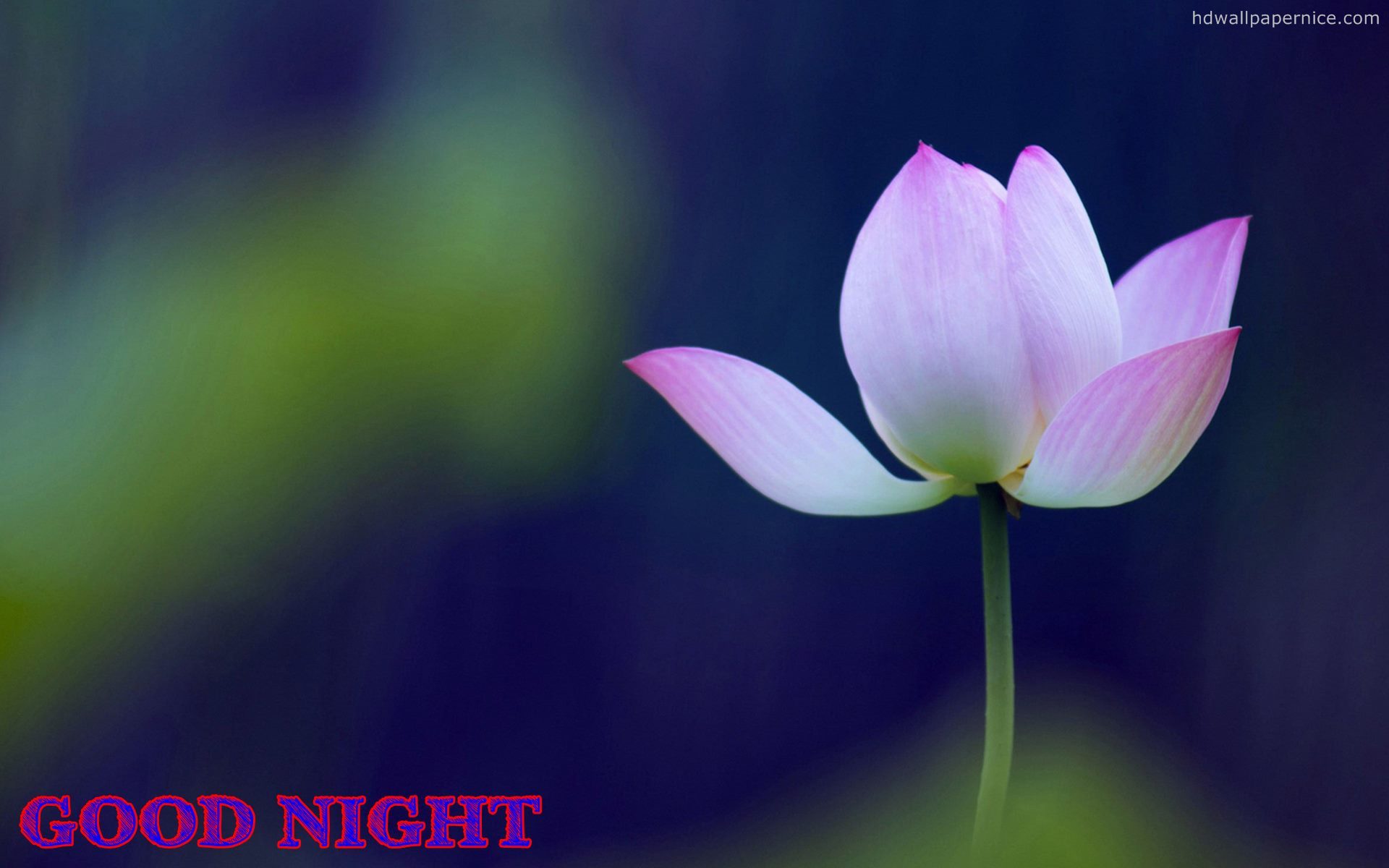 Good Night Flower Wallpapers Wallpaper Cave