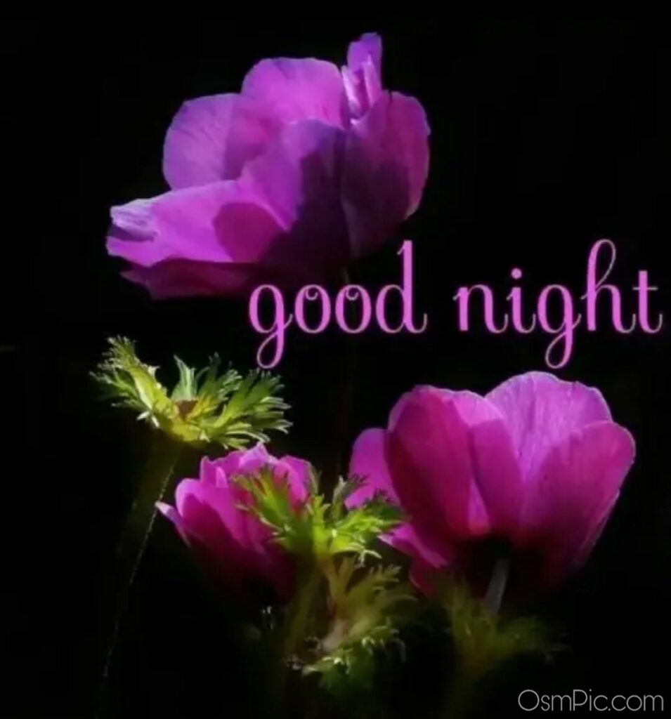 Good Night Flower Wallpapers Wallpaper Cave