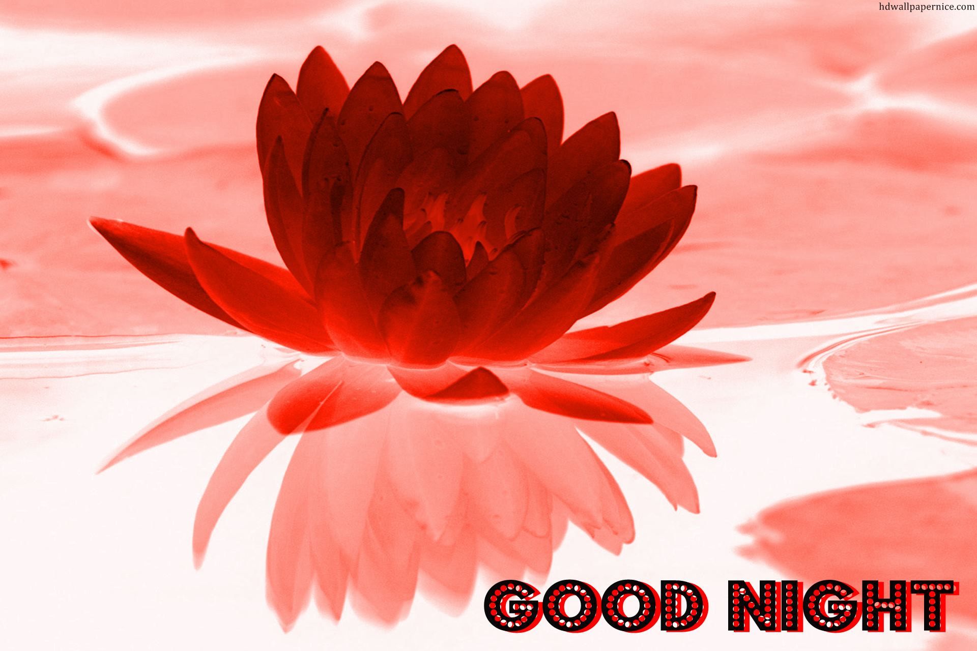 Good Night Flower Wallpapers Wallpaper Cave