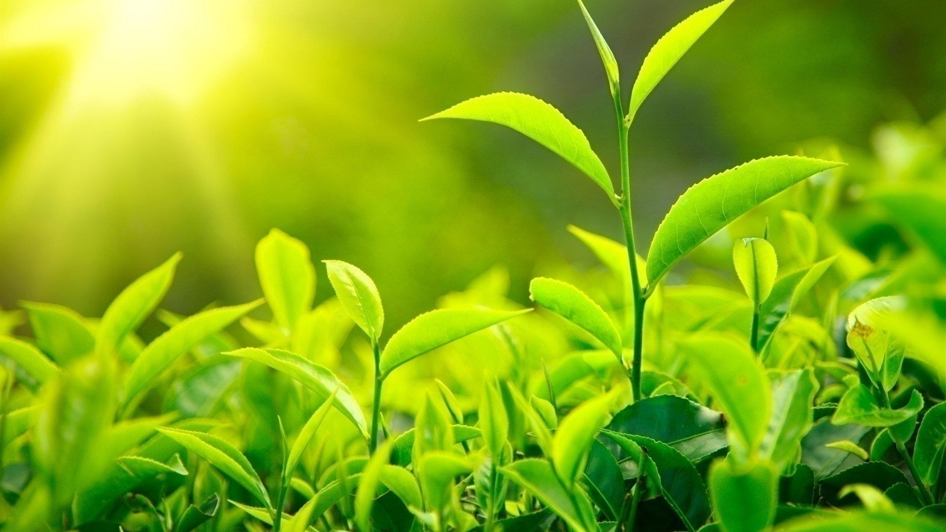 Tea Leaf Wallpapers Wallpaper Cave