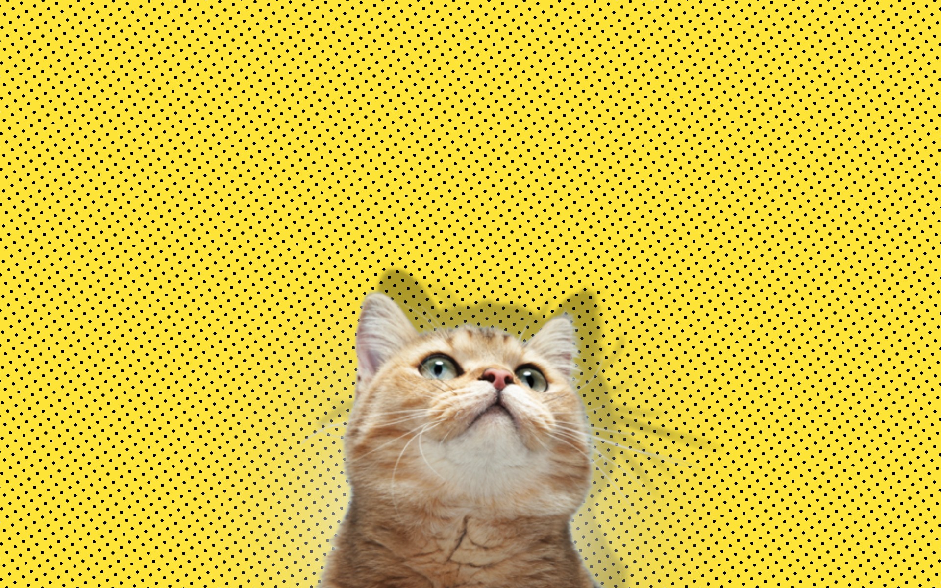 Yellow Cat Wallpapers Wallpaper Cave