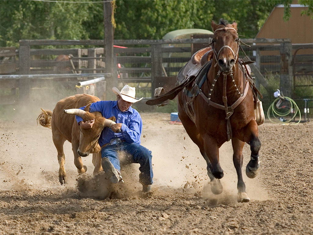 Team Roping Wallpapers Wallpaper Cave