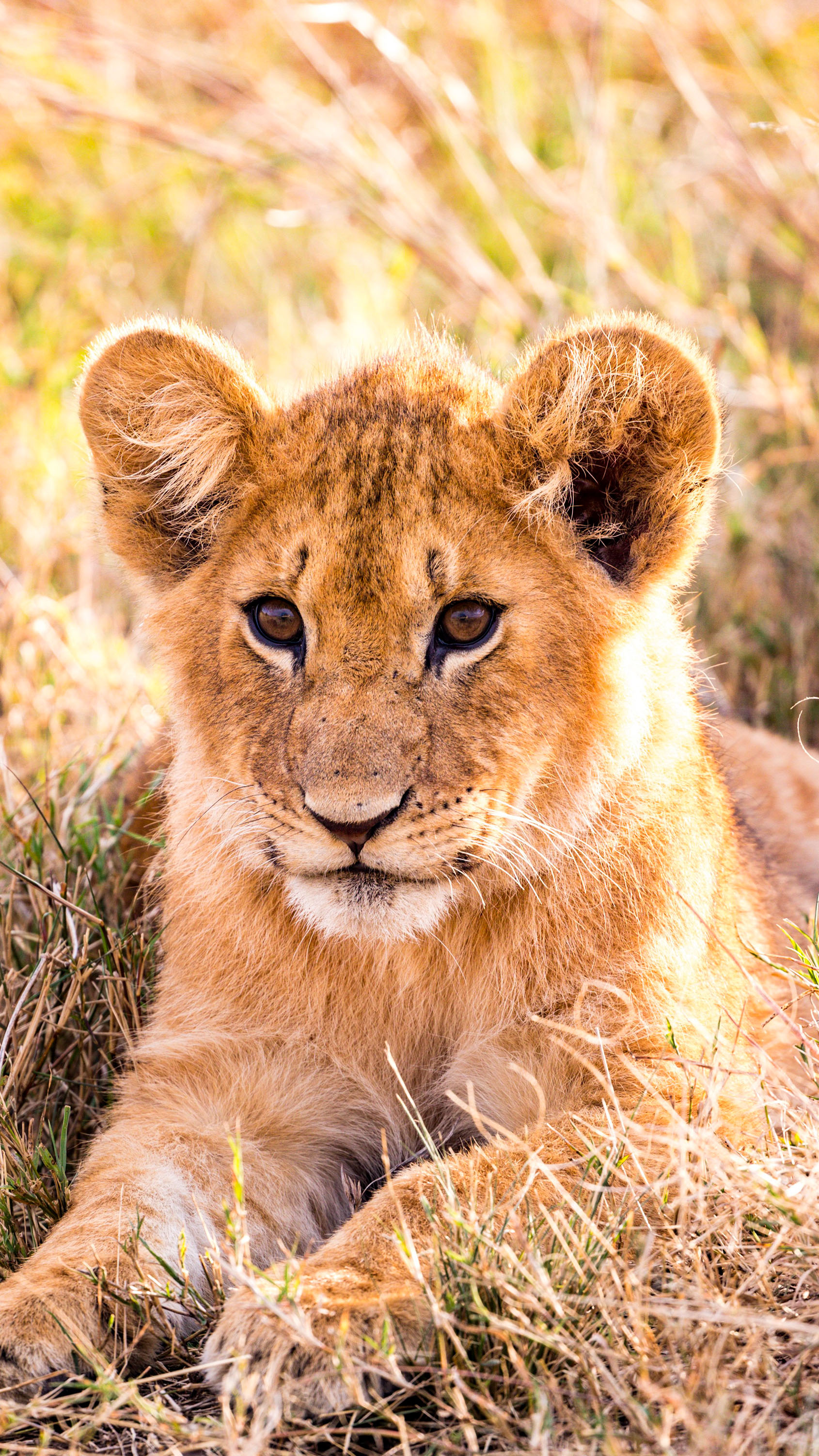 Wild Animals 2021 Wallpapers Wallpaper Cave