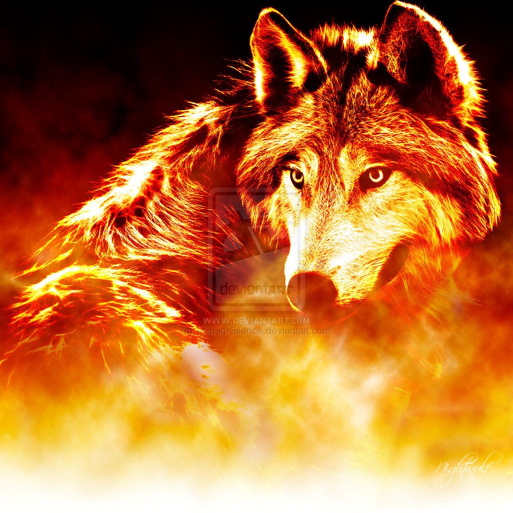 Cool Red Wolf Wallpapers Wallpaper Cave