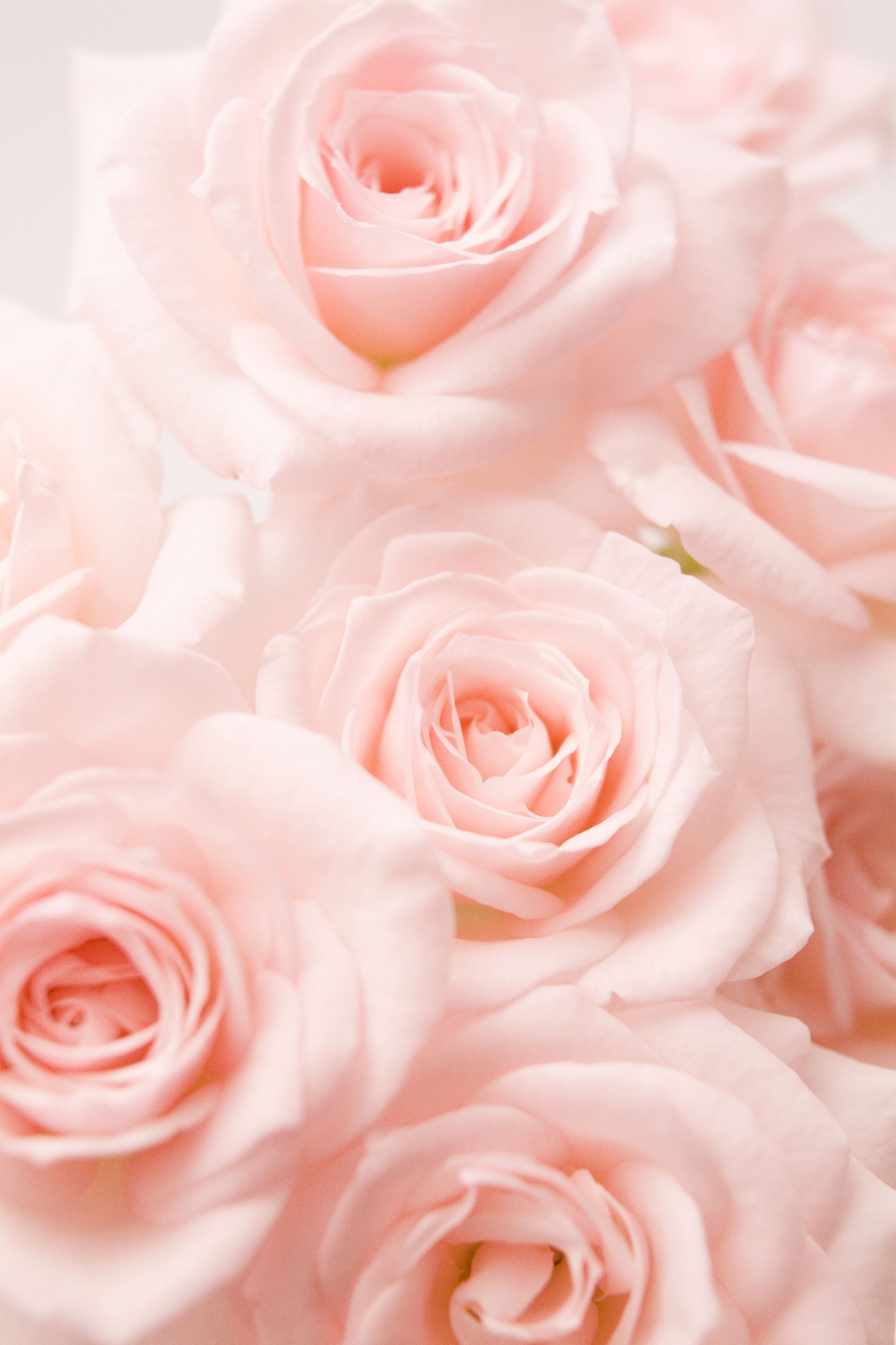 Light Pink Roses Wallpapers Wallpaper Cave
