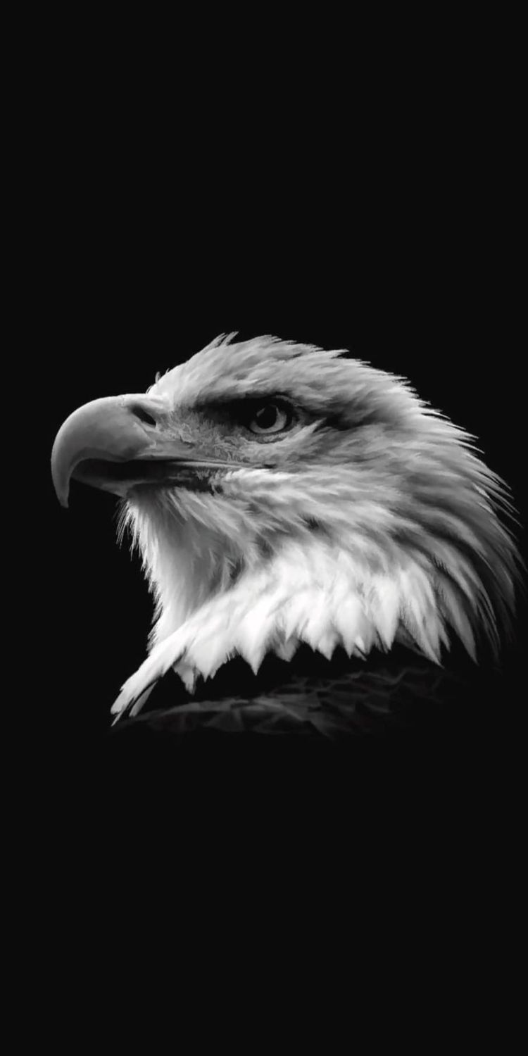 Eagle Black Wallpapers Wallpaper Cave