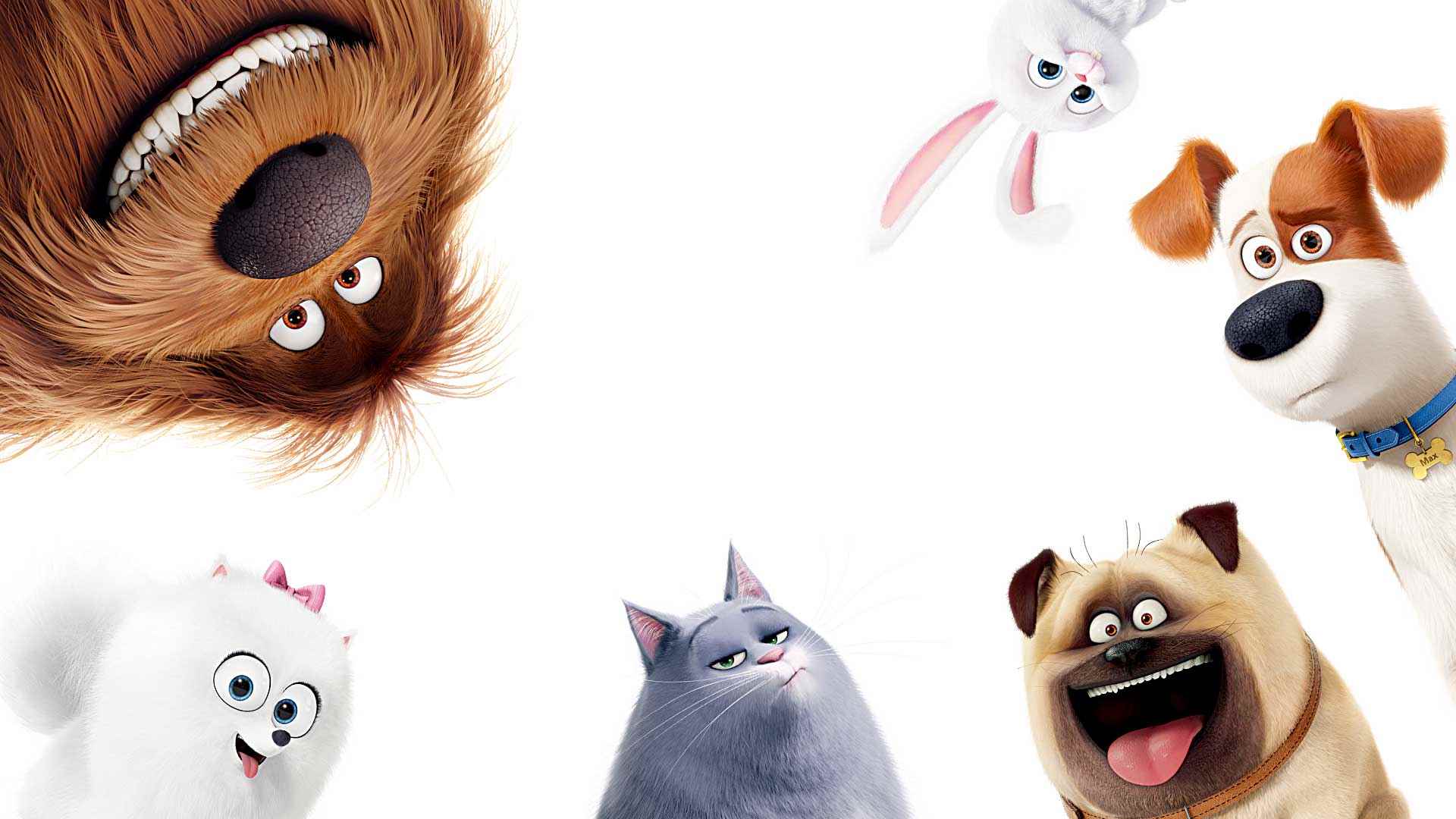 Secret Life Of Pets Desktop Wallpapers Wallpaper Cave