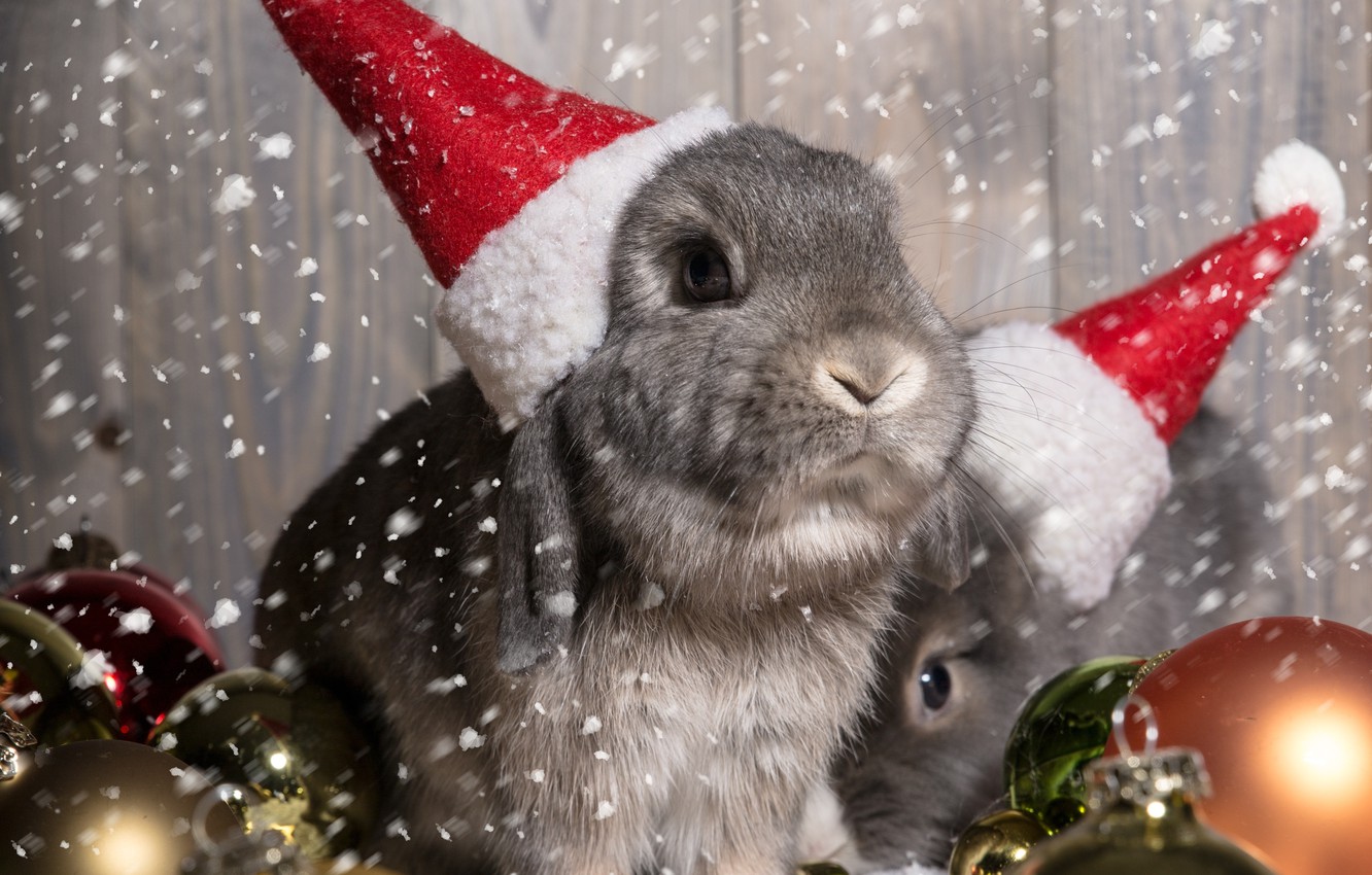 Christmas Bunny Wallpapers Wallpaper Cave