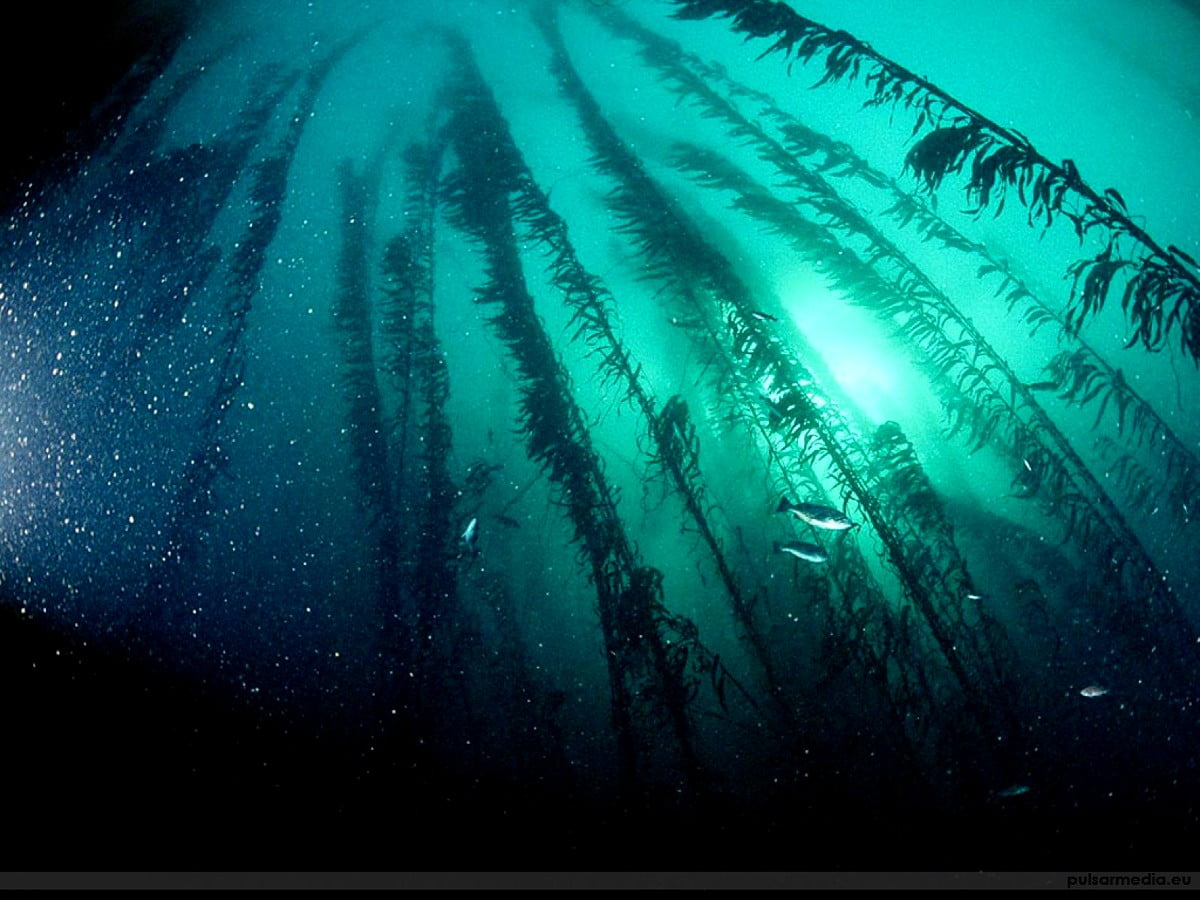 Aqua Green Wallpapers Wallpaper Cave