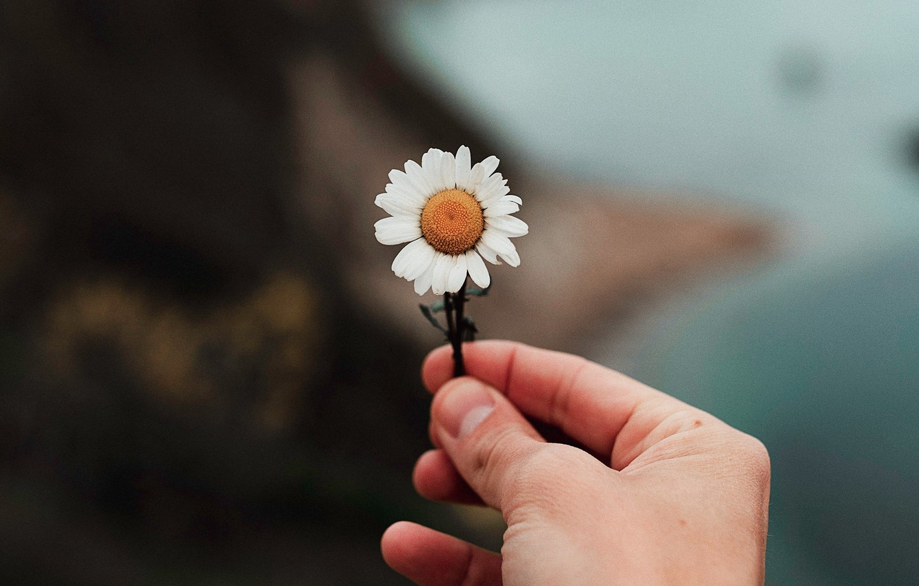 Flower In Hand Wallpapers Wallpaper Cave