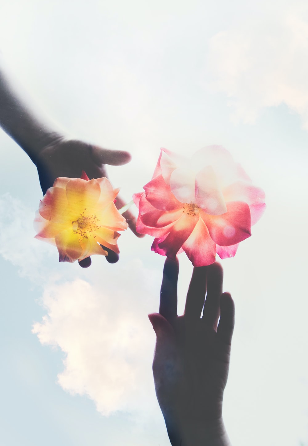 Flower In Hand Wallpapers Wallpaper Cave