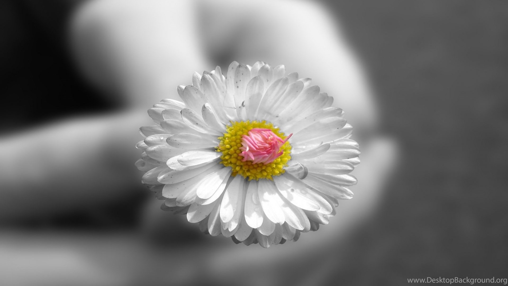 Flower In Hand Wallpapers Wallpaper Cave