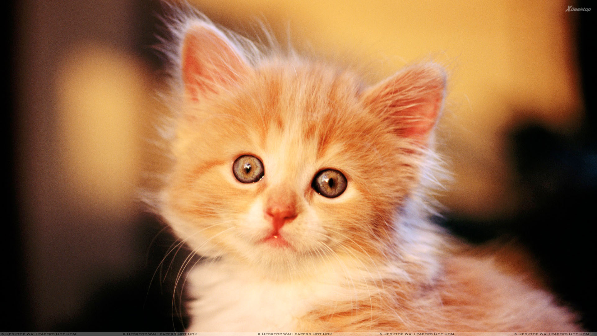 Small Cats Wallpapers Wallpaper Cave