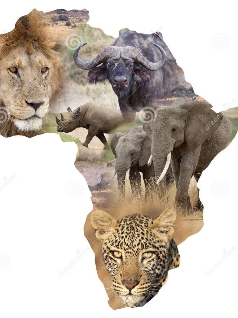 Big 5 Wallpapers Wallpaper Cave