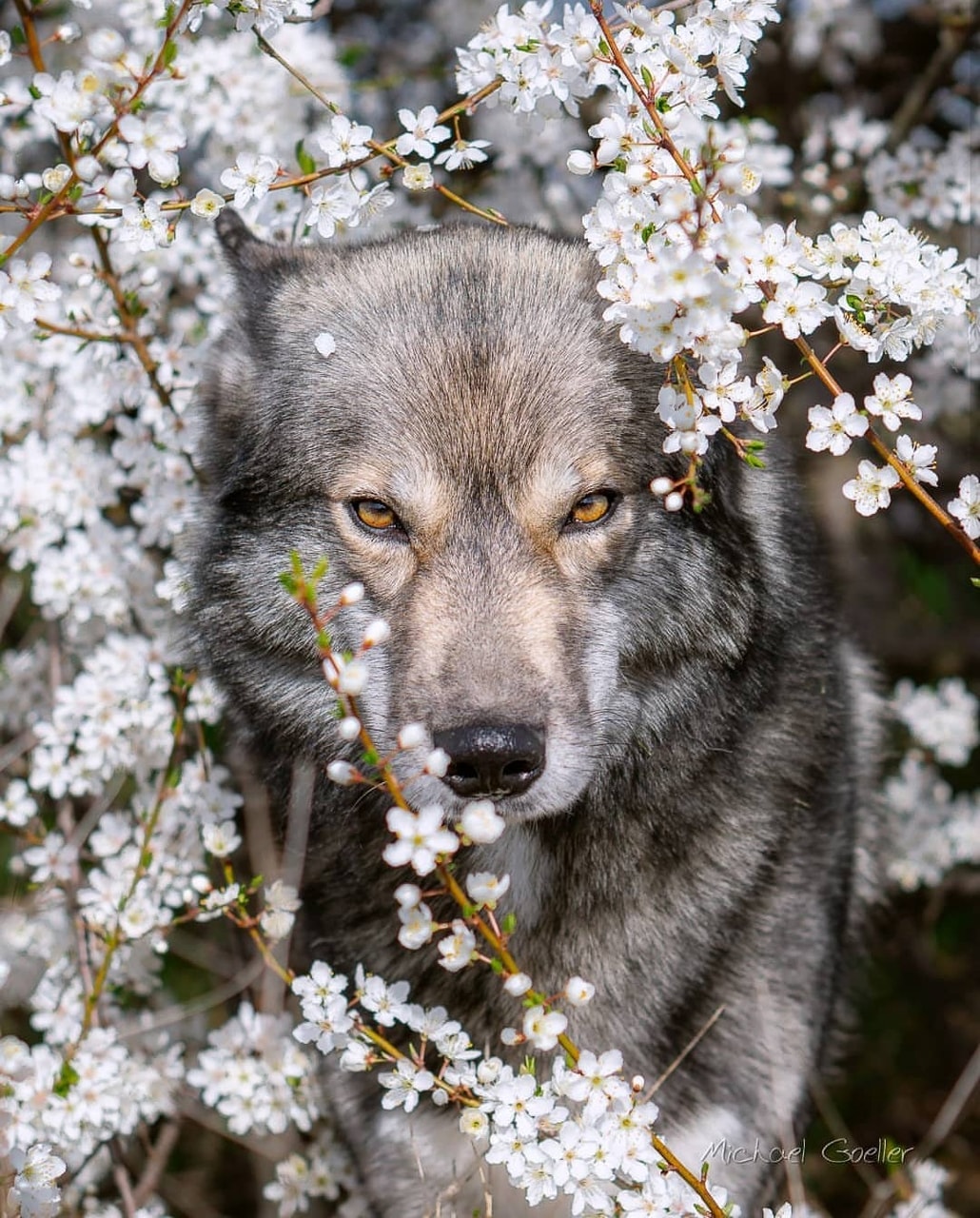 Flower Wolf Wallpapers Wallpaper Cave