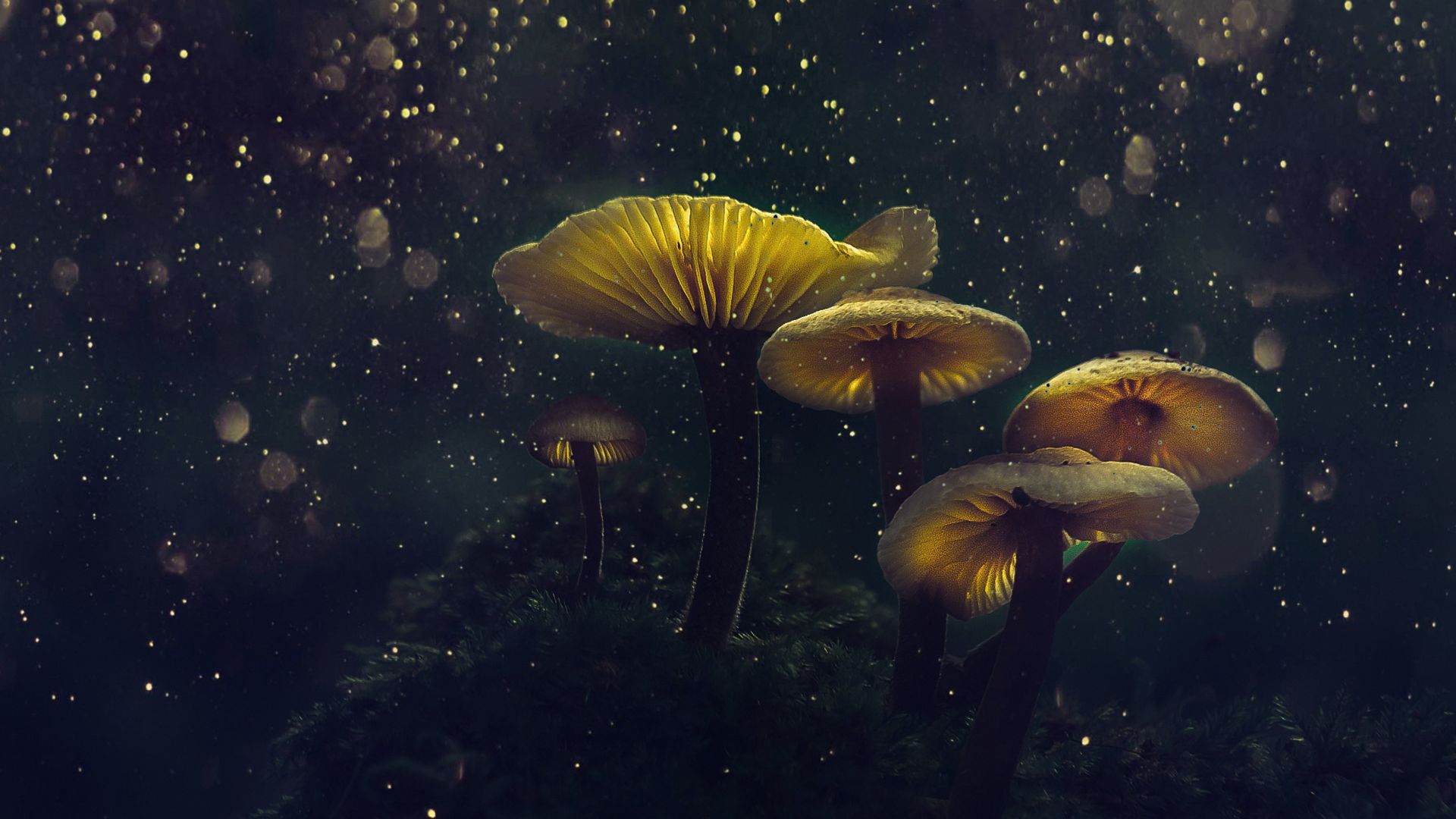 Mushroom Desktop Wallpapers Wallpaper Cave