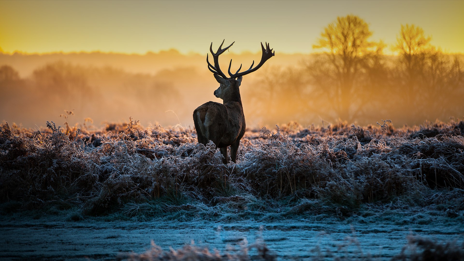 Richmond Park, London Wallpapers Wallpaper Cave