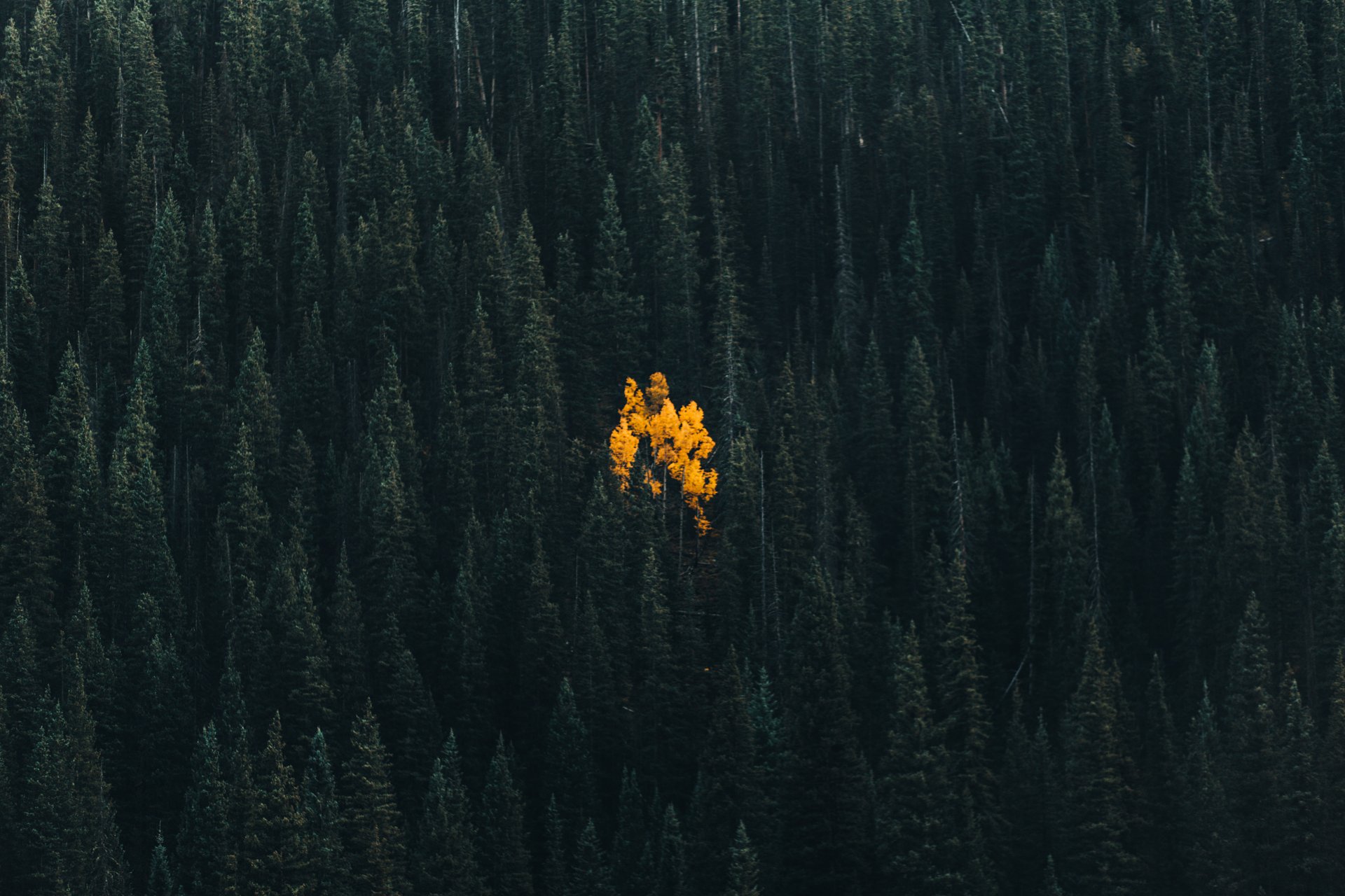 Evergreen Forest Wallpapers Wallpaper Cave