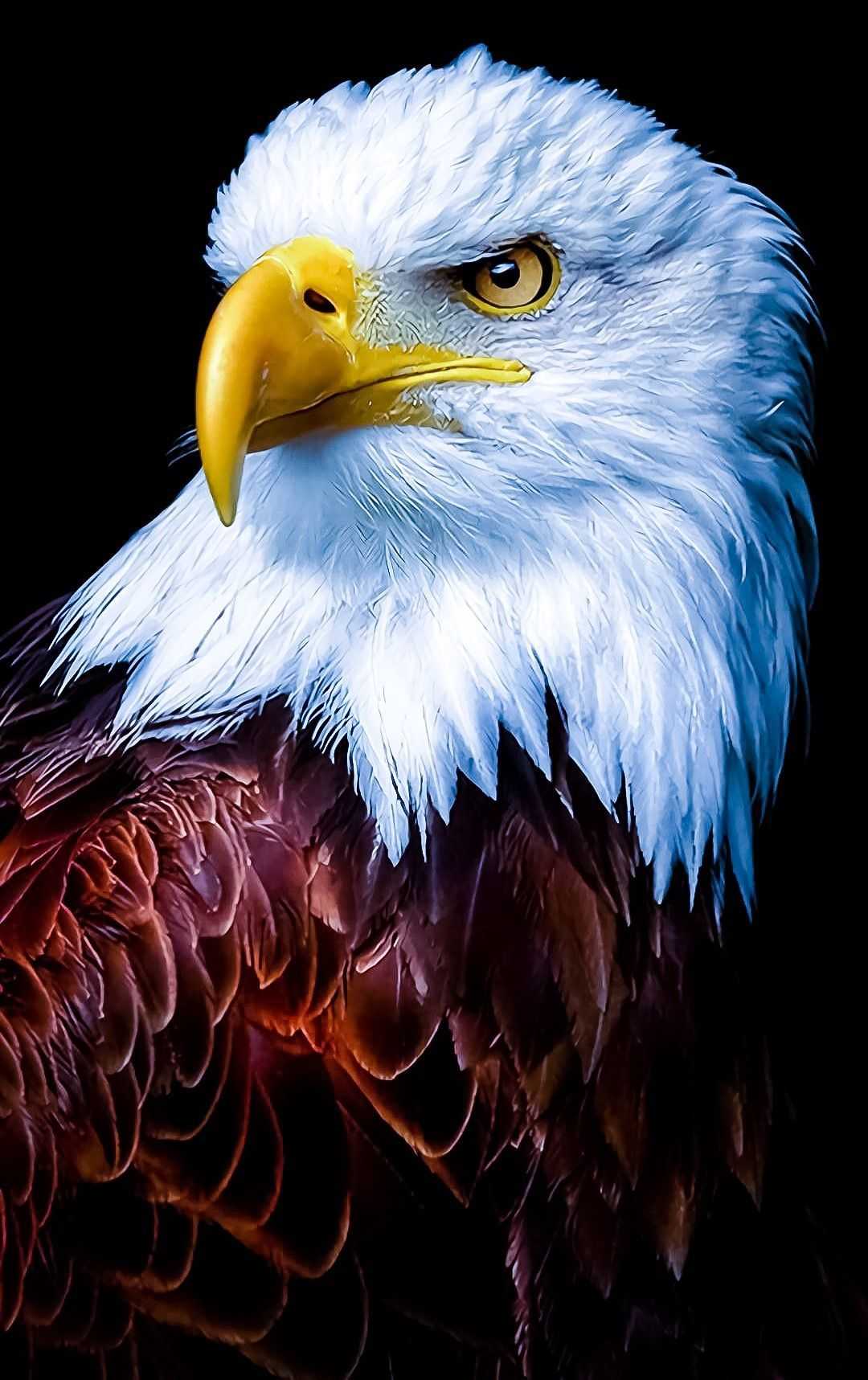 Neon Eagle Wallpapers Wallpaper Cave