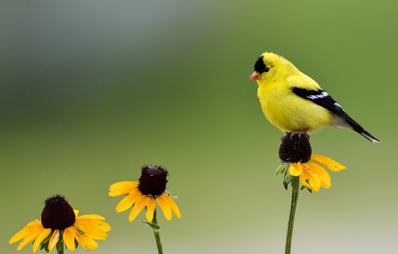 Yellow Bird Wallpapers Wallpaper Cave